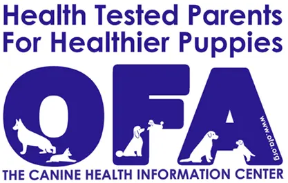 Fully health tested OFA excellent hips cardiac eyes