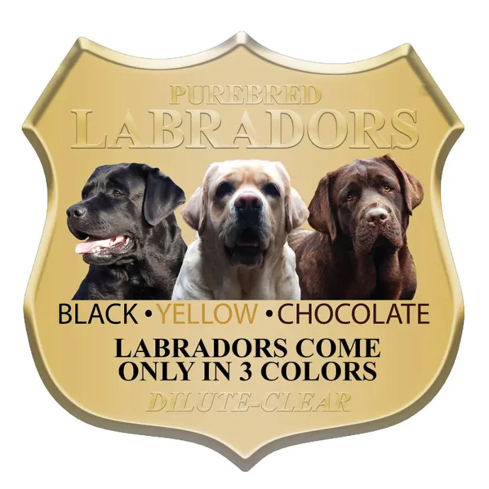 Labradors only come in 3 colors black yellow chocolate
